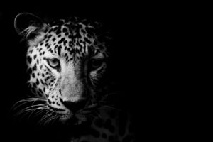 Black & White Leopard