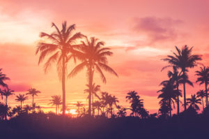 Palm Trees Silhouettes Sunset 2