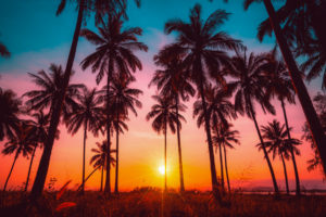 Palm Trees Silhouettes Sunset 4