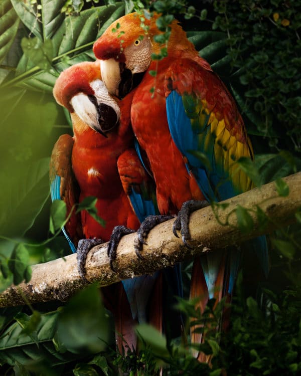 Beautiful Parrots surreal digital wall art prints