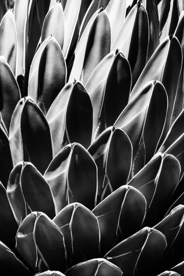 Queen Victoria Agave landscape photography canvas and framed wall art