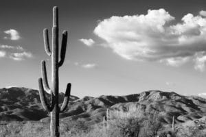 Saguaro Cactus Sunrise landscape photography canvas and framed wall art