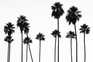 Palm Trees LA landscape photography canvas and framed wall art
