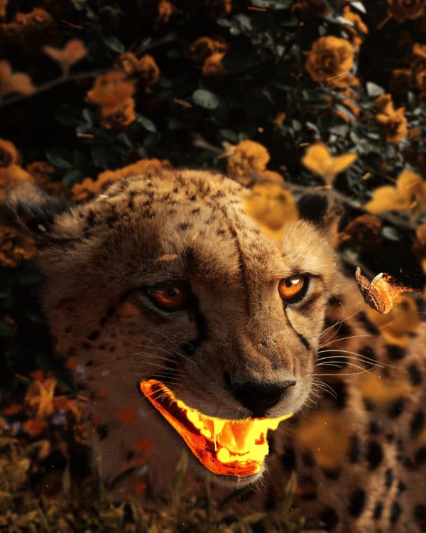 Gold Gepard surreal digital wall art prints