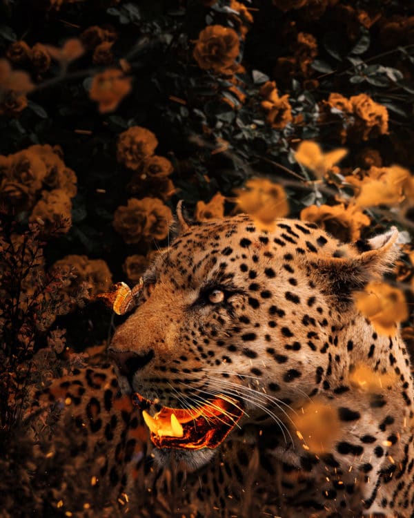 Gold Leopard surreal digital wall art prints