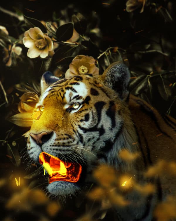 Gold Tiger surreal digital wall art prints