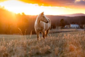 Golden Horse landscape photography canvas and framed wall art