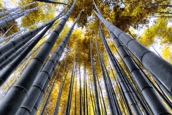 Bamboo Forest Kyoto landscape photography canvas and framed wall art