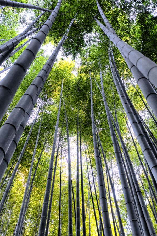 Bamboo Forest Kyoto II landscape photography canvas and framed wall art