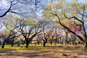 Majestic Sakura Trees landscape photography canvas and framed wall art