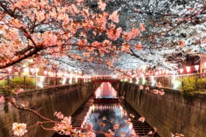 Meguro River Cherry Blossom landscape photography canvas and framed wall art