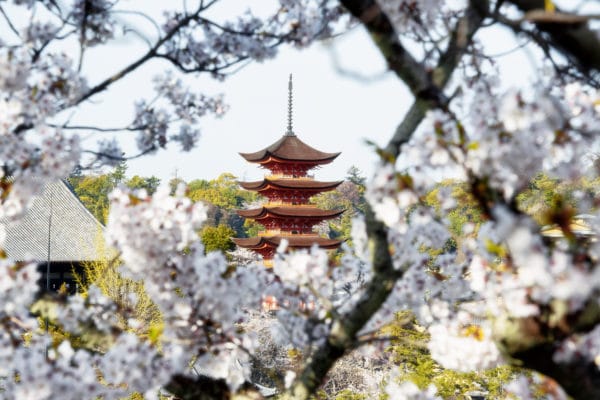 Miyajima Pagoda Sakura landscape photography canvas and framed wall art