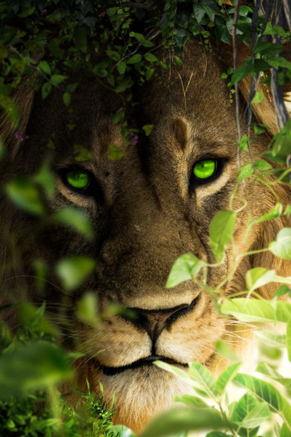 Lion Portrait surreal digital wall art prints