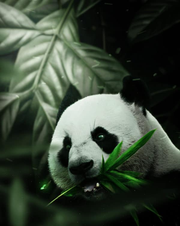 Panda surreal digital wall art prints
