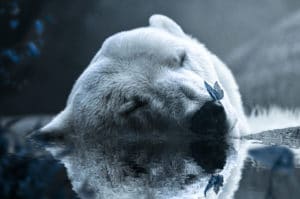 Polar Bear surreal digital wall art prints