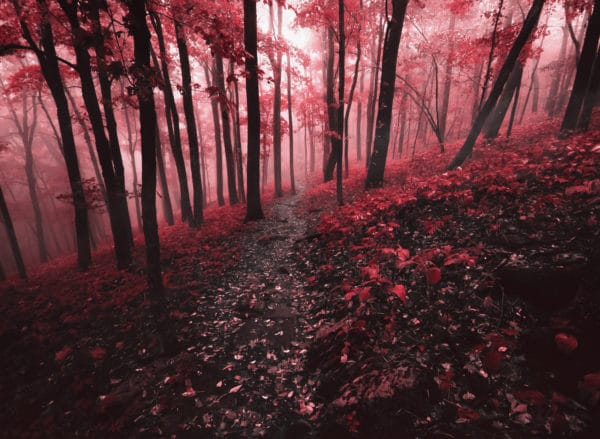 Red Forest landscape photography canvas and framed wall art