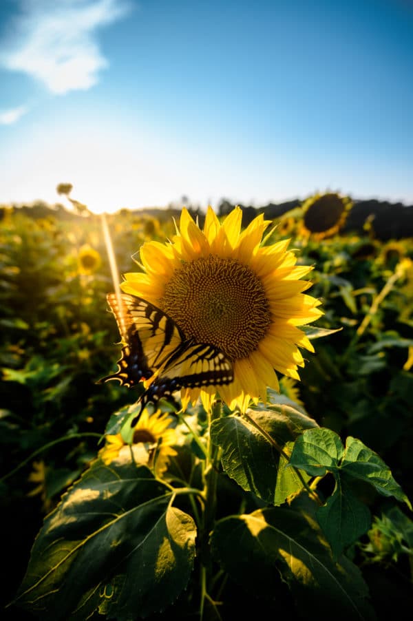 Sunflower Love landscape photography canvas and framed wall art