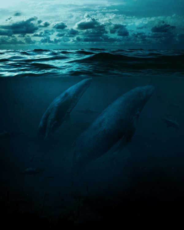 Whales in big ocean surreal digital wall art prints