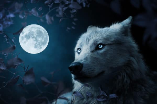 Wolf in beautiful night surreal digital wall art prints