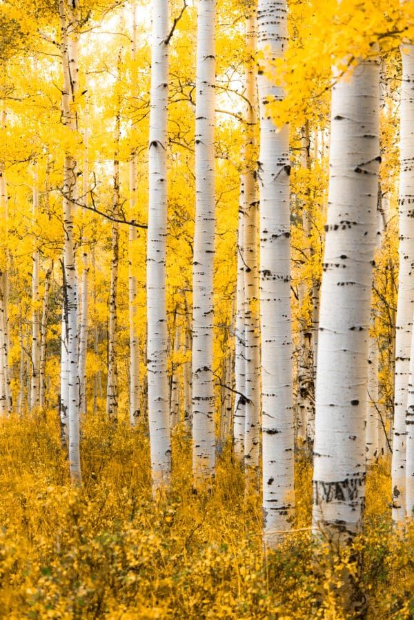 Yellow Forest landscape photography canvas and framed wall art
